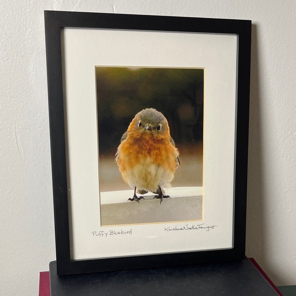 Puffy Bluebird by‎ Kristine Noethe Ferriguo Framed Wall Art Nature Birds Signed